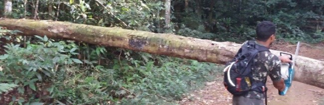 Defesa Civil realiza retirada de troncos na trilha do Bonete