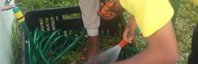 Centro de Apoio Social ao Idoso faz colheita de horta comunitária em Ilhabela